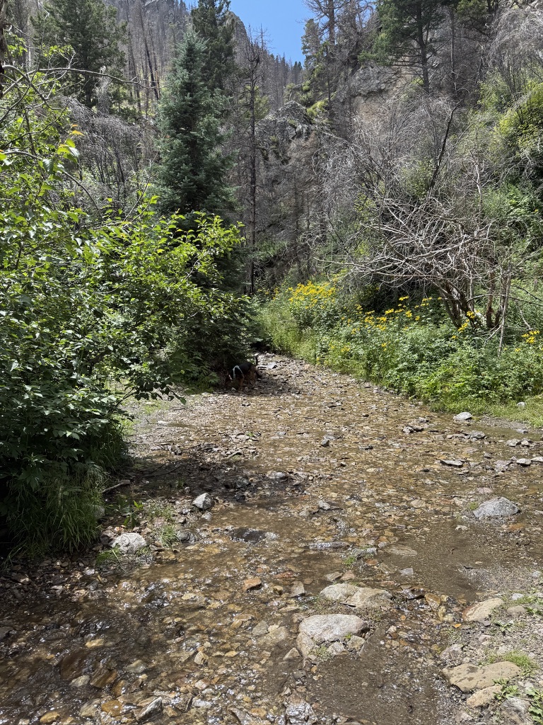Burn scar in the mountains near Mora, New Mexico